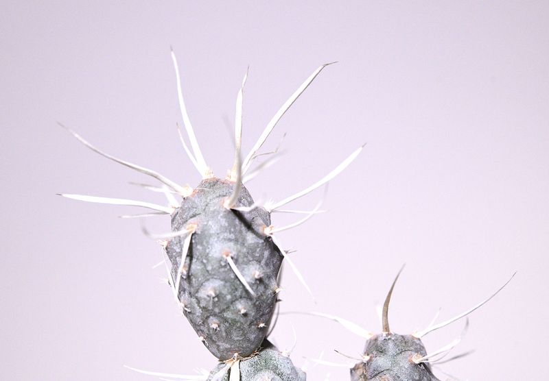 Tephrocactus Articulatus var. Papyracanthus front view, different angle