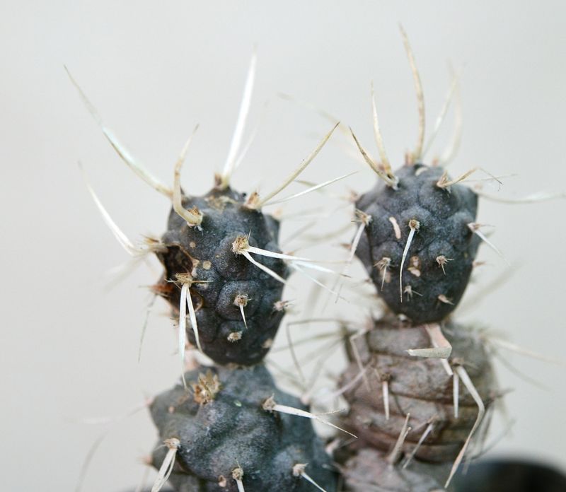 Tephrocactus Articulatus var. Papyracanthus