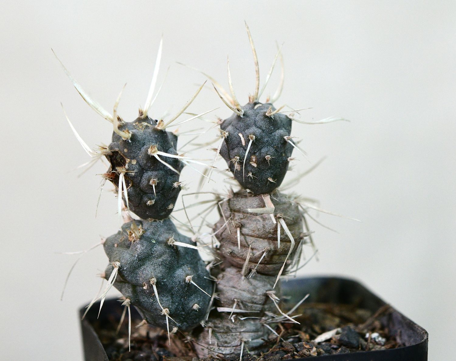 Tephrocactus Articulatus var. Papyracanthus Tephrocactus Articulatus var. Papyracanthus