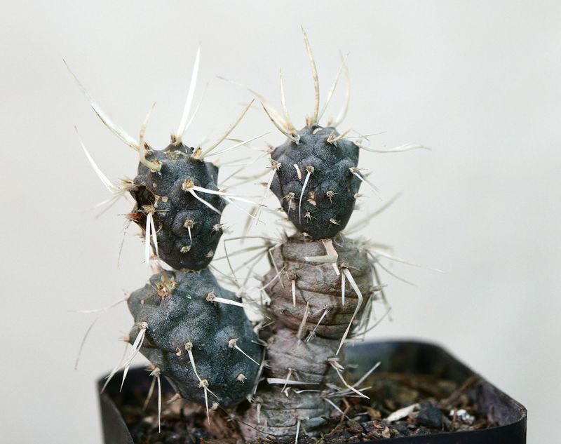 Tephrocactus Articulatus var. Papyracanthus