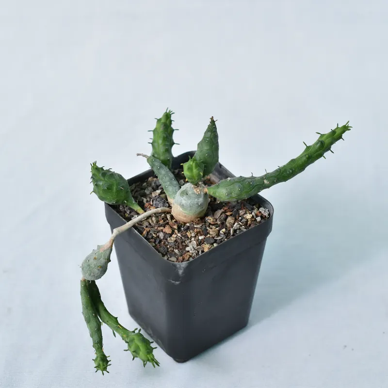 Euphorbia globosa