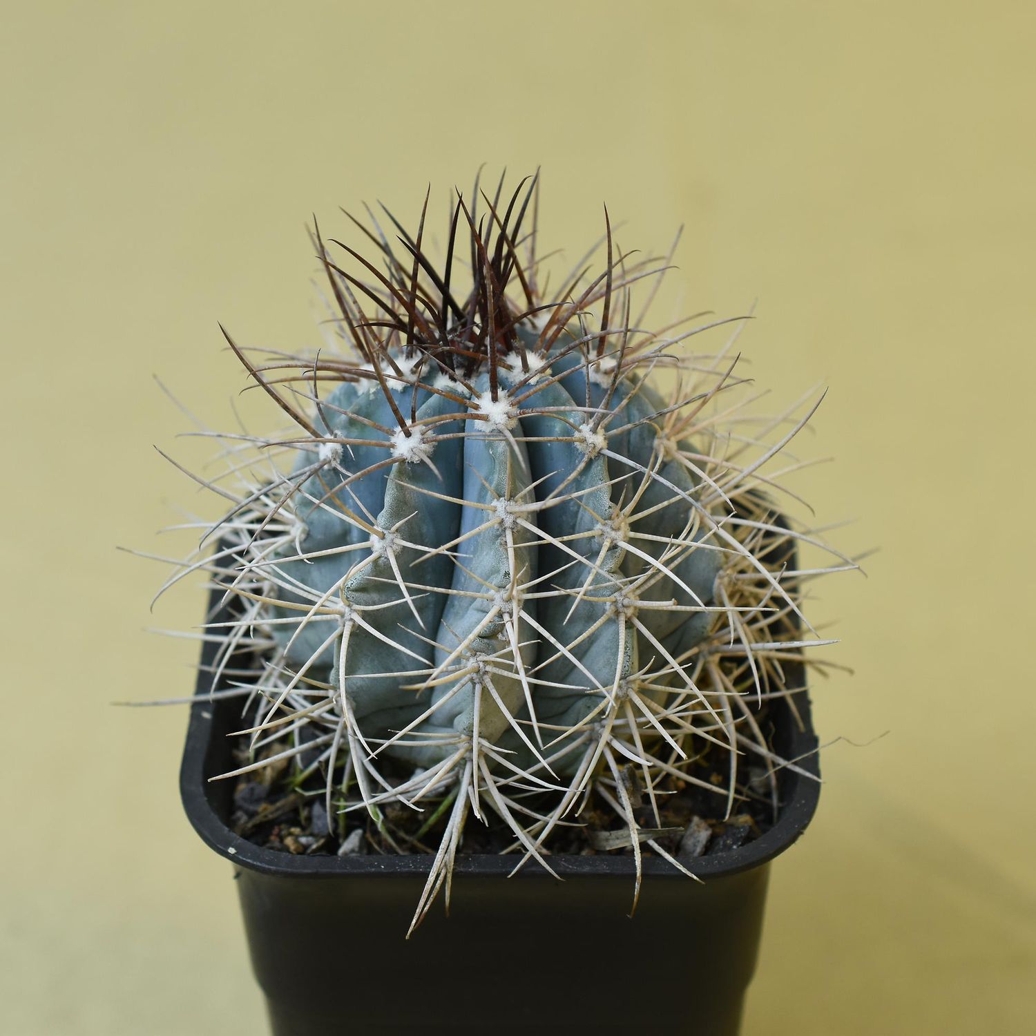 Melocactus azureus