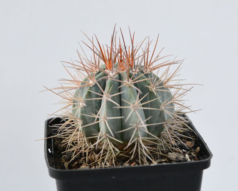 Melocactus azureus front view