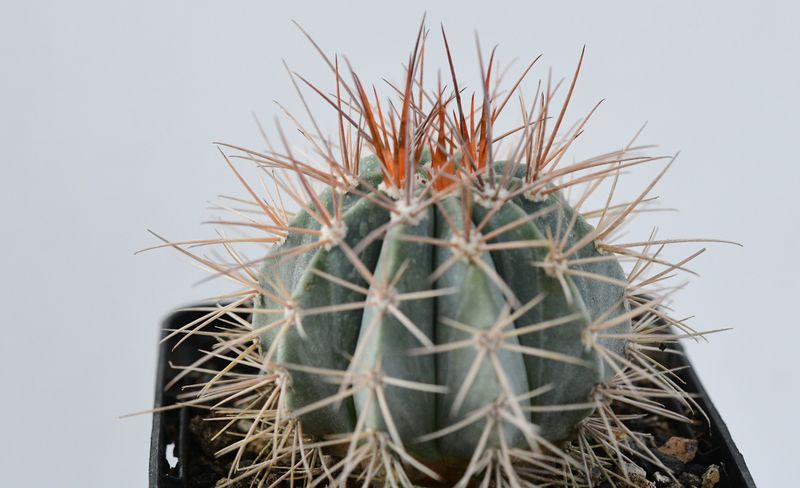 Melocactus azureus front view, different angle