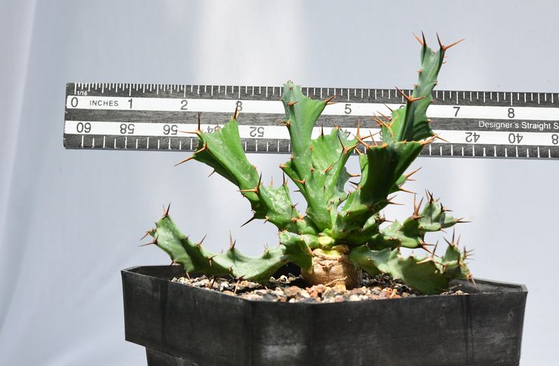 Euphorbia clavigera Blue Form
