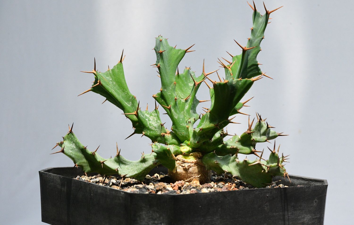 Euphorbia clavigera Blue Form Euphorbia clavigera Blue Form