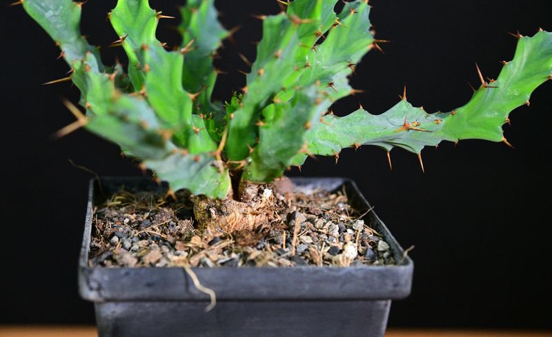 Euphorbia clavigera Blue Form side view of potted specimen
