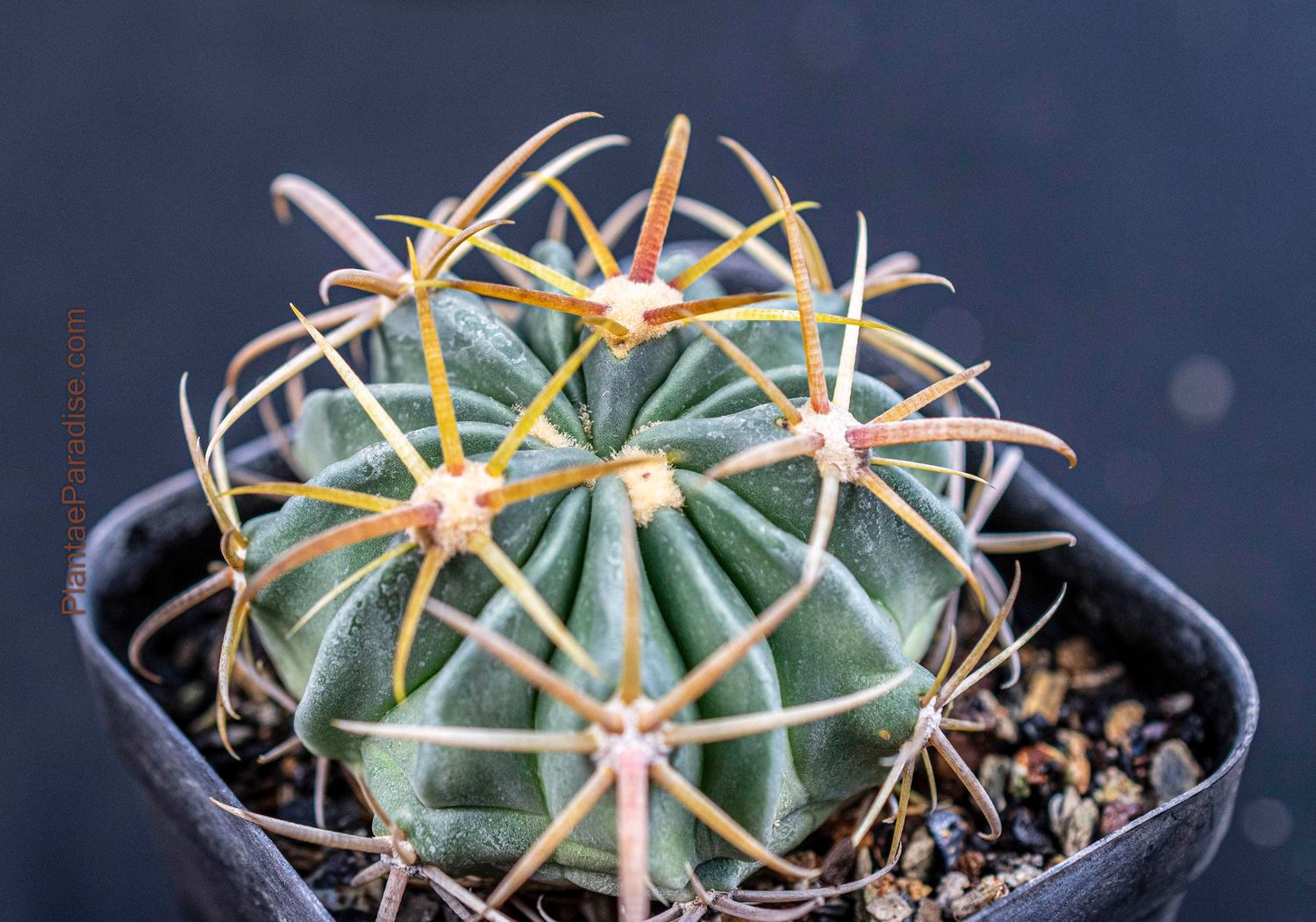 Ferocactus Latispinus (Yellow Spines)