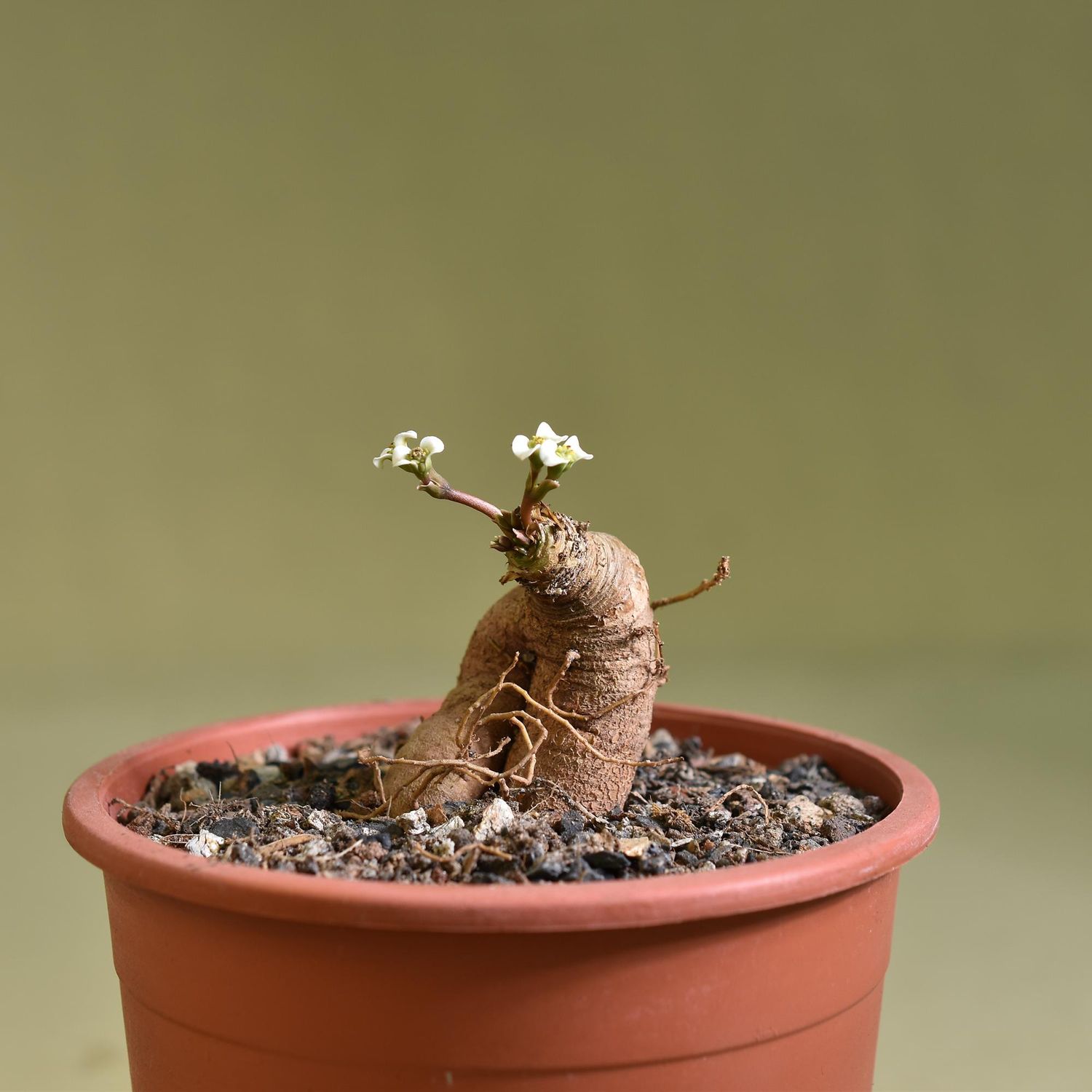 Euphorbia spannringii Fish bone Euphorbia spannringii Fish bone