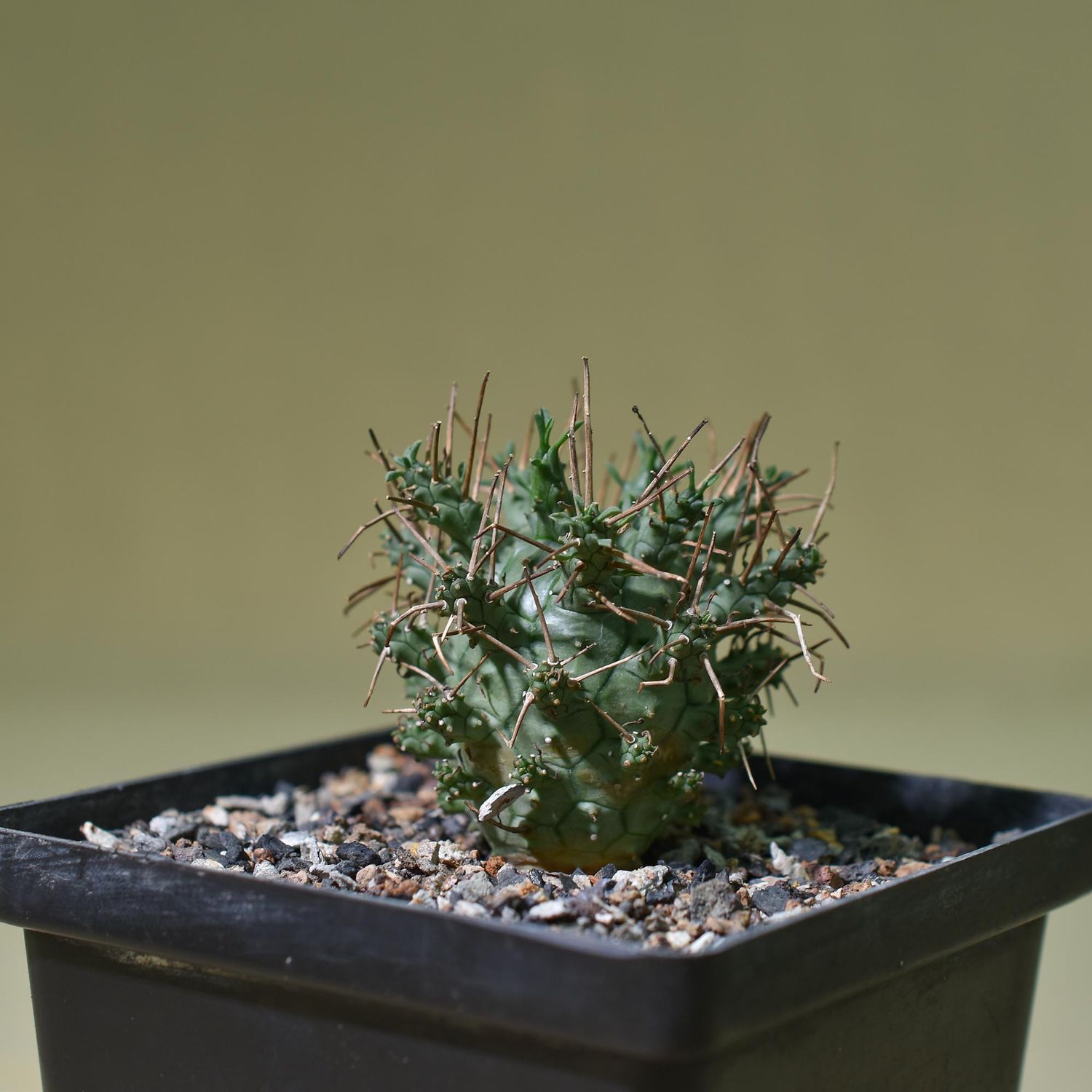 Euphorbia decepta