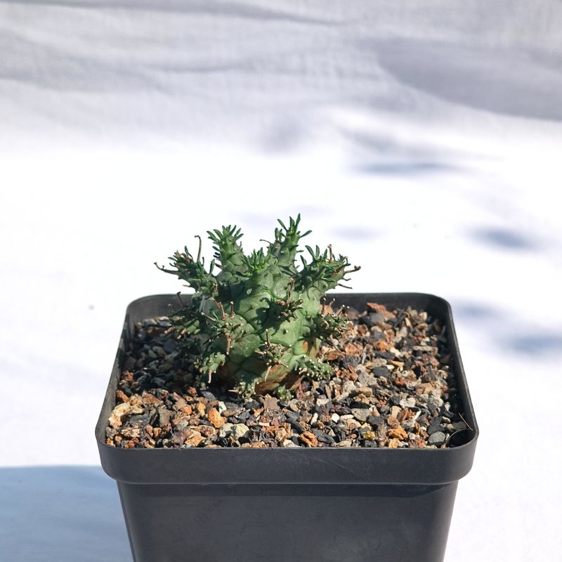 Euphorbia decepta