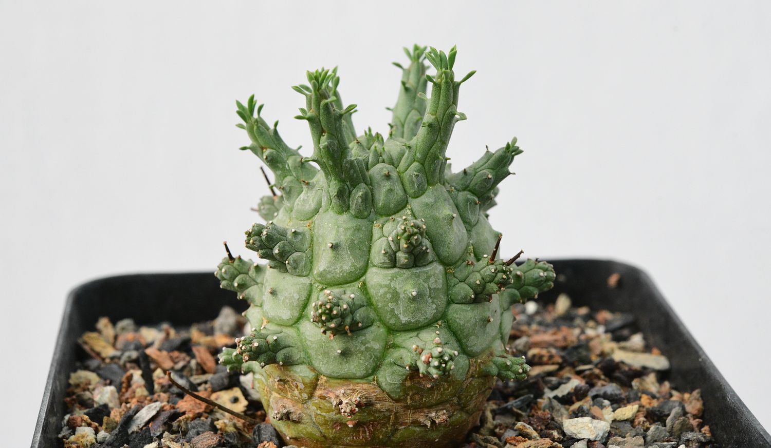 Euphorbia decepta