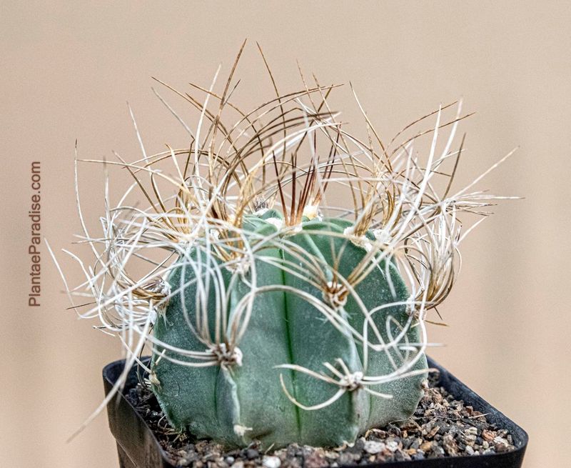 Astrophytum capricorne var. aureum