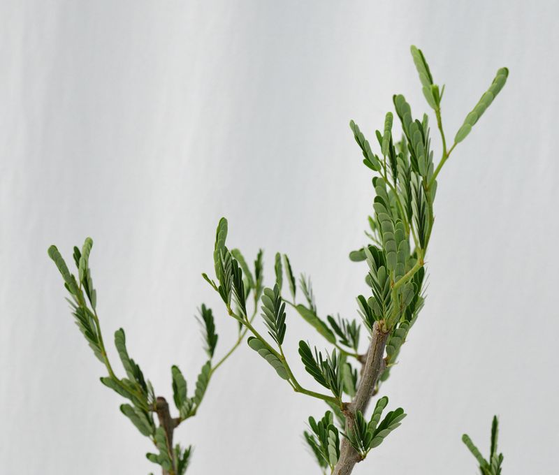 Senna meridionalis