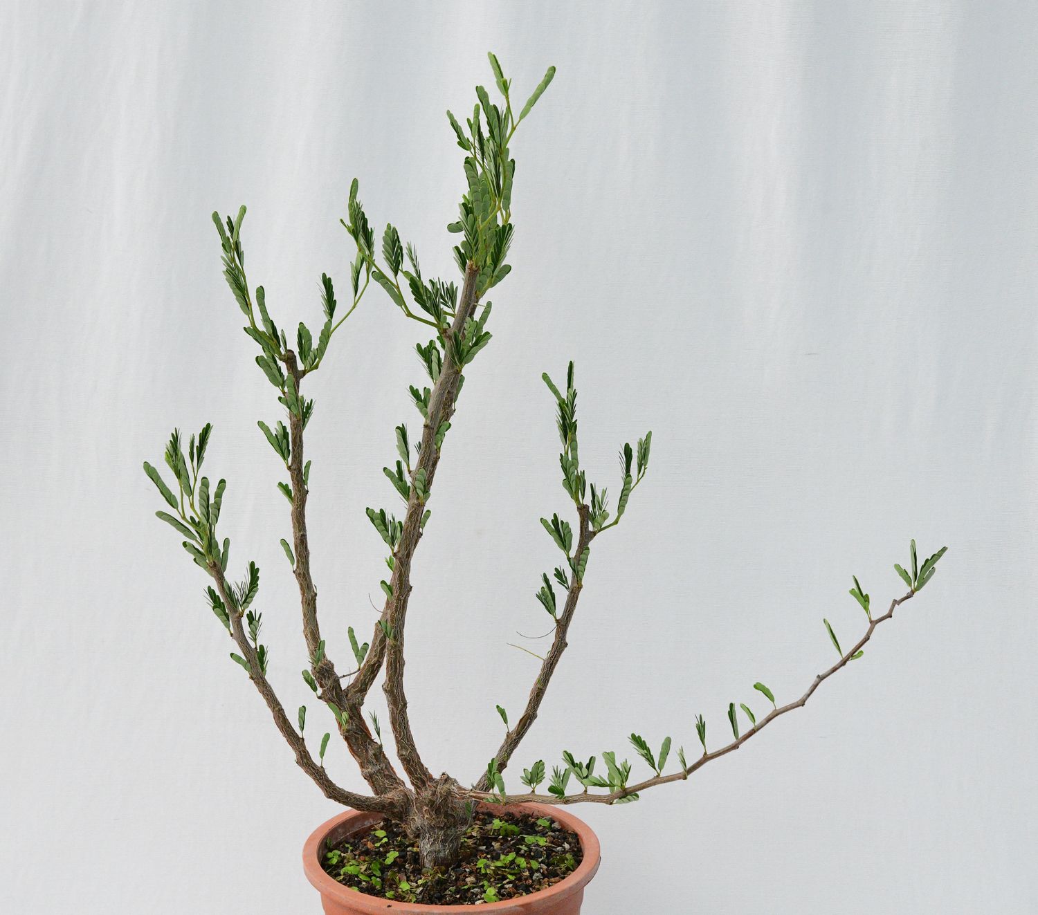 Senna meridionalis