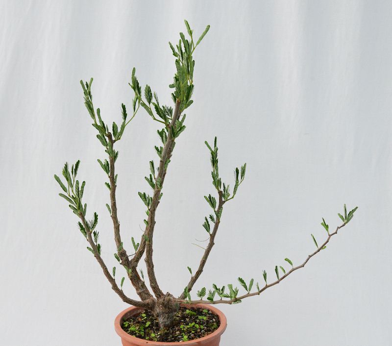 Senna meridionalis