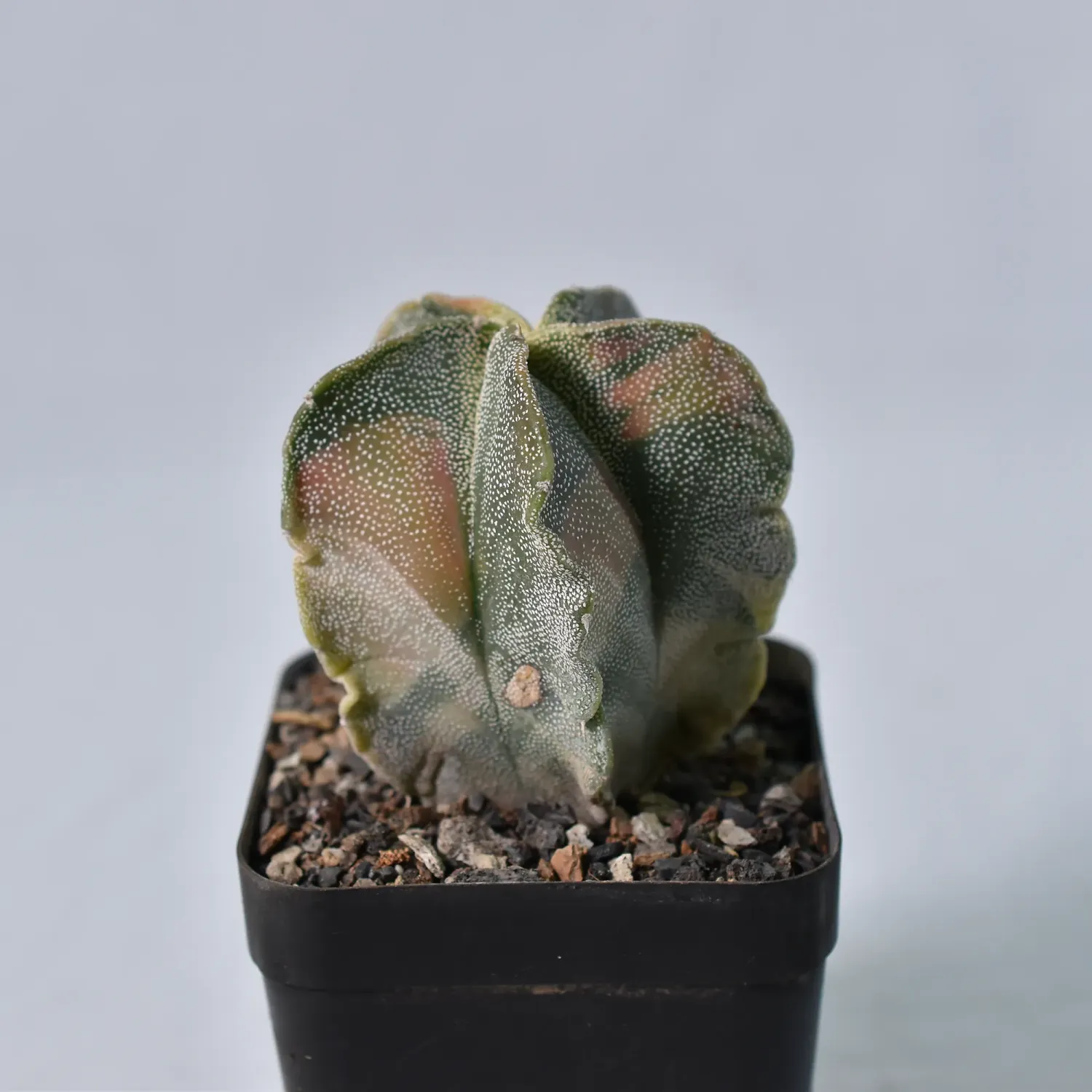 Astrophytum myriostigma  Variegated
