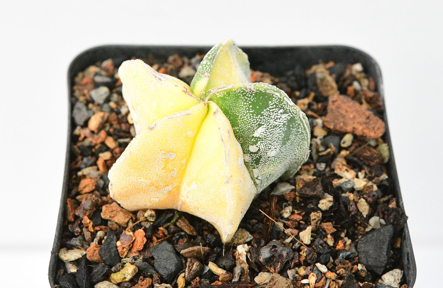 Astrophytum myriostigma  Variegated