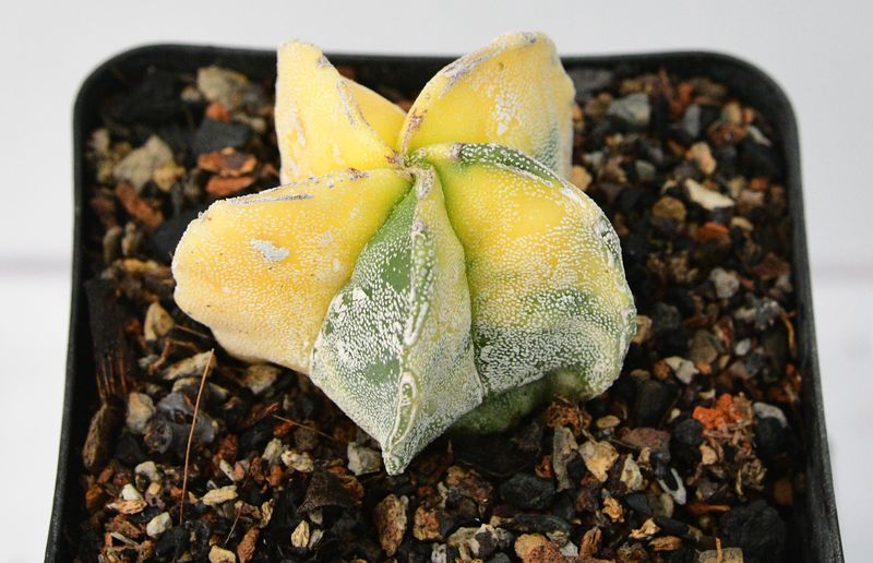 Astrophytum myriostigma  Variegated