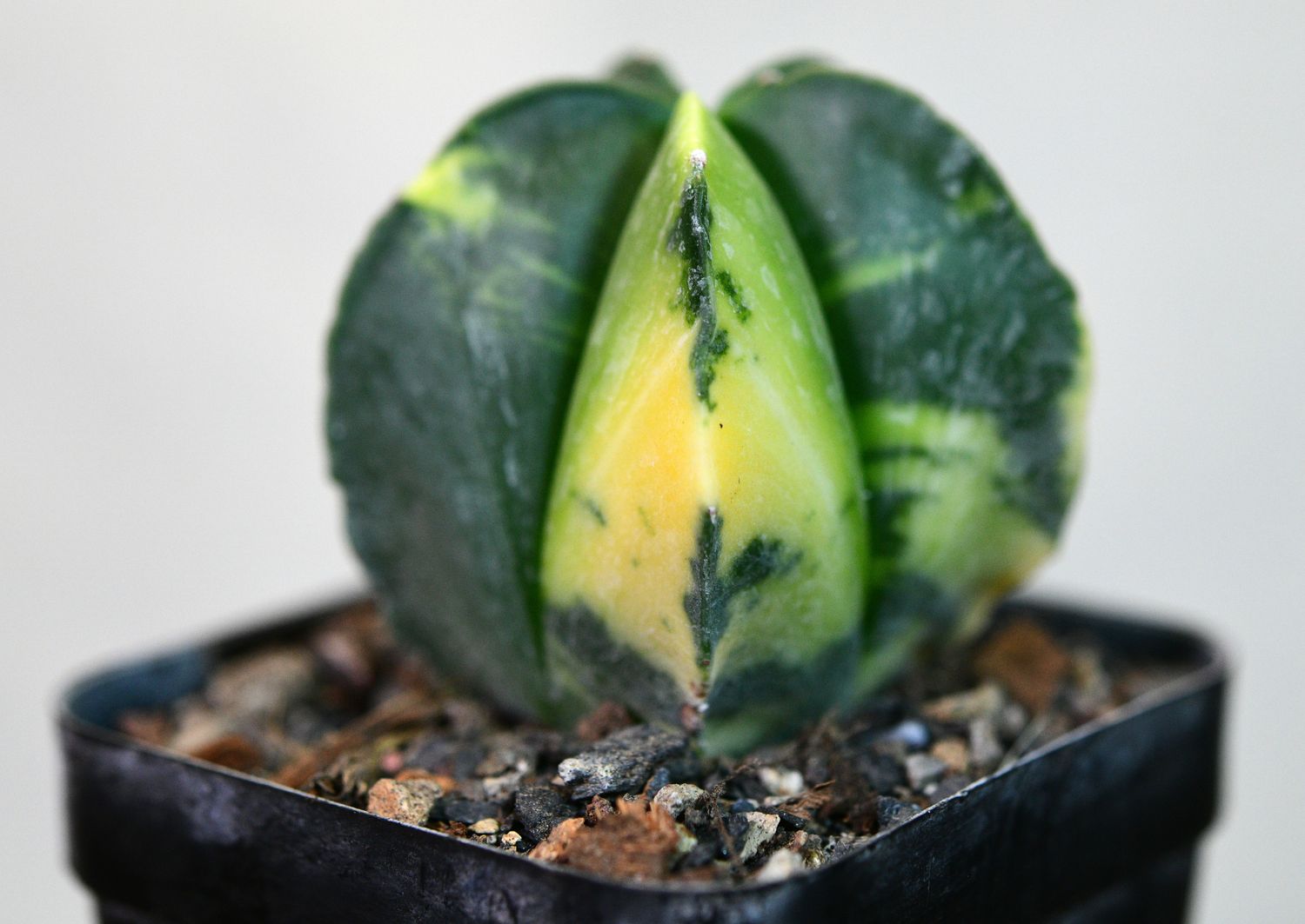 Astrophytum myriostigma Variegated Astrophytum myriostigma Variegated front view