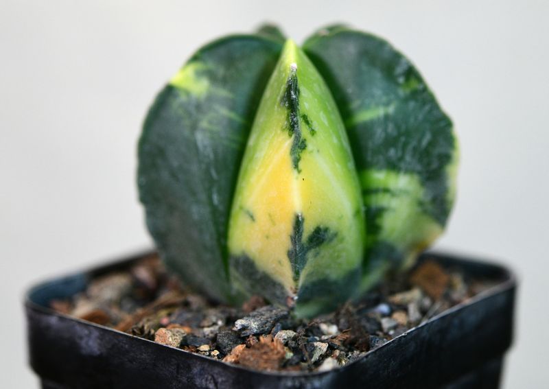 Astrophytum myriostigma Variegated Astrophytum myriostigma Variegated front view