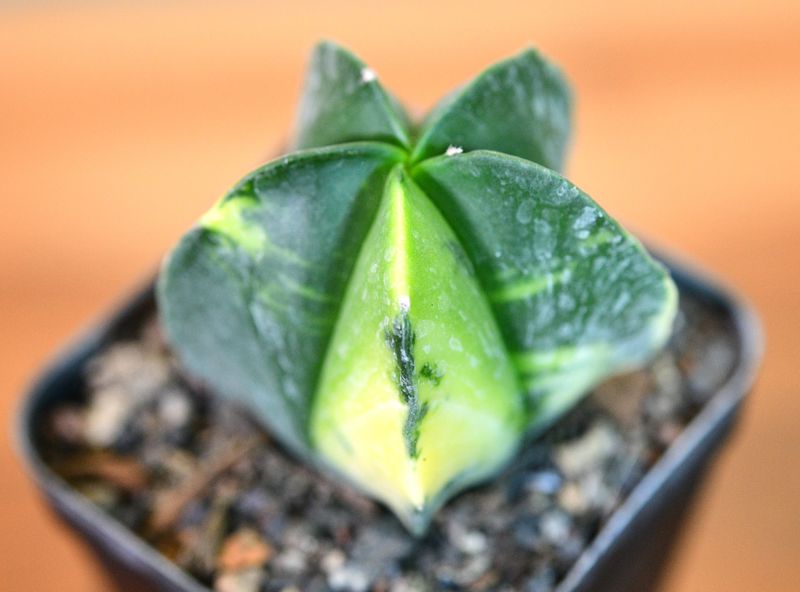 Astrophytum myriostigma Variegated top-down view