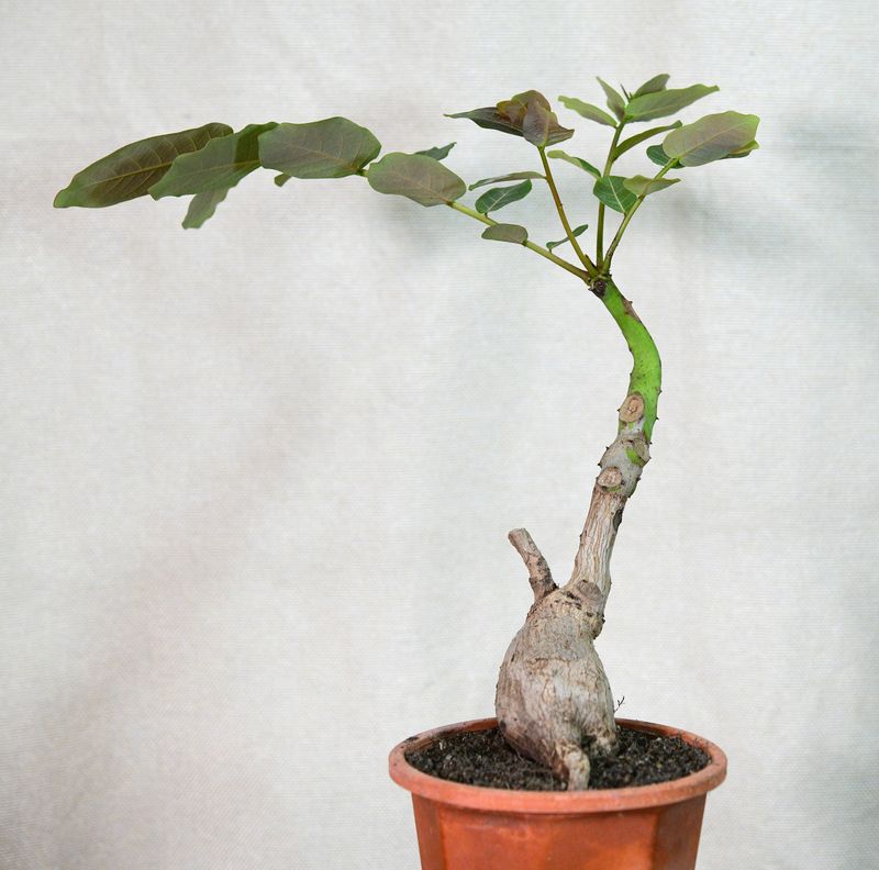 Phyllanthus mirabilis mature specimen in terracotta pot