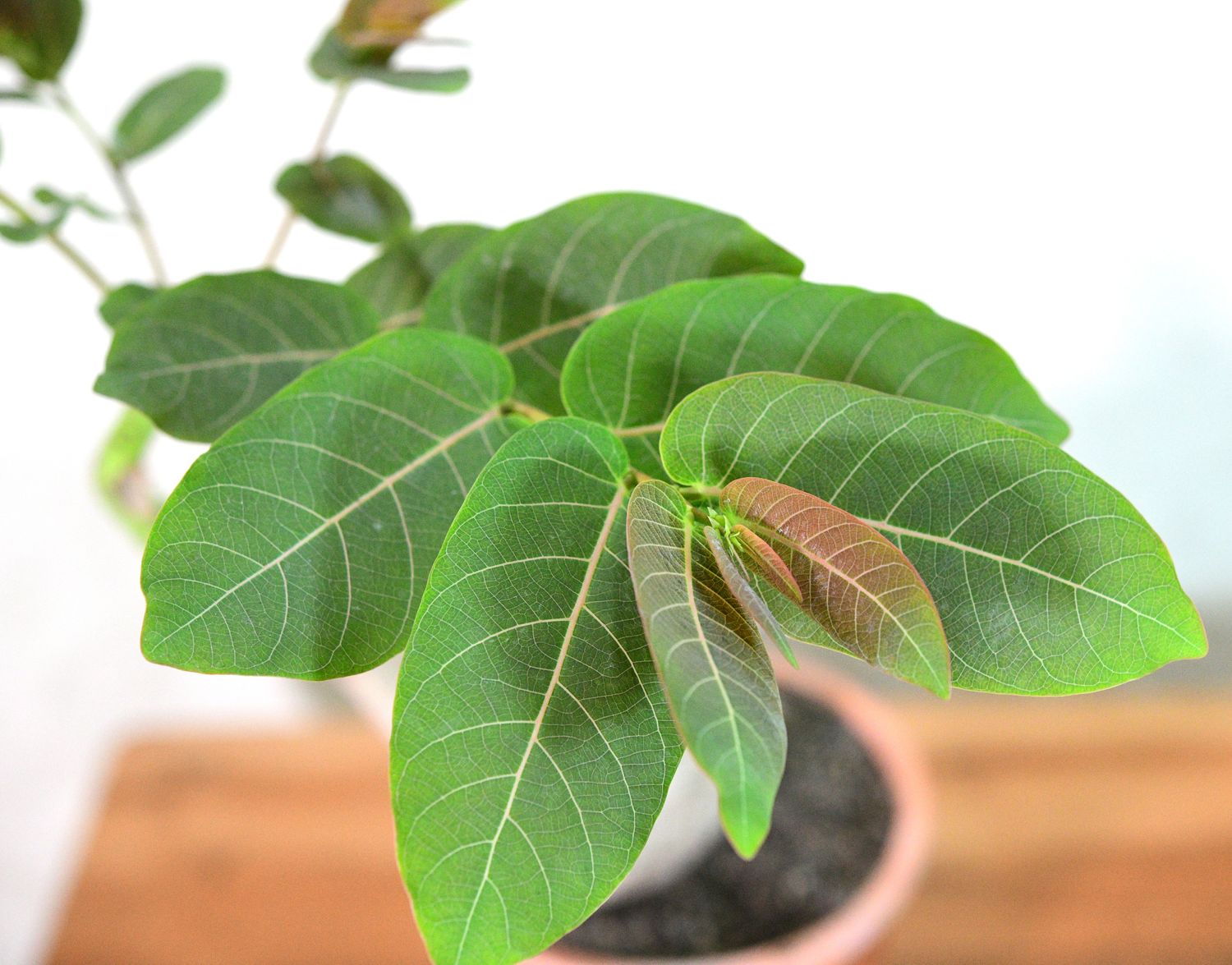 Phyllanthus mirabilis close-up of foliage and new growth