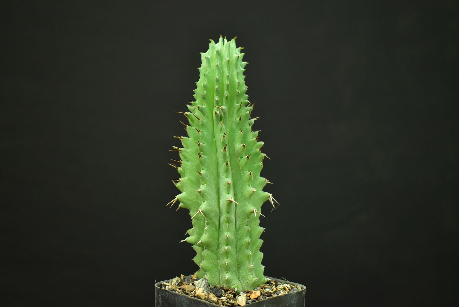 Euphorbia fruticosa Euphorbia fruticosa full plant view