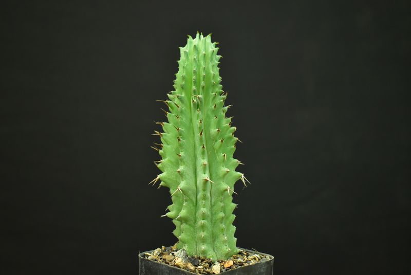 Euphorbia fruticosa Euphorbia fruticosa full plant view