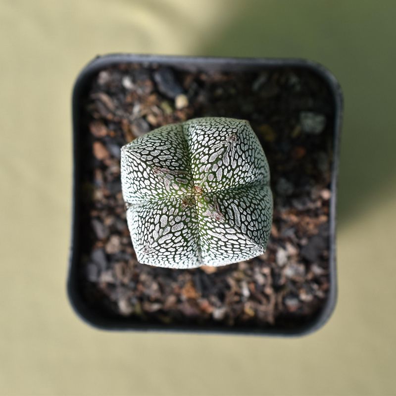 Astrophytum myriostigma cv ONZUKA QUADRICOSTATUM