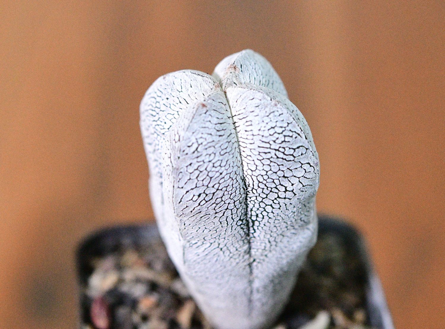 Astrophytum myriostigma cv ONZUKA QUADRICOSTATUM Astrophytum myriostigma cv ONZUKA QUADRICOSTATUM front view showing two lobes