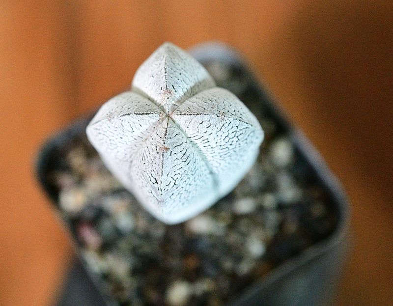 Astrophytum myriostigma cv ONZUKA QUADRICOSTATUM