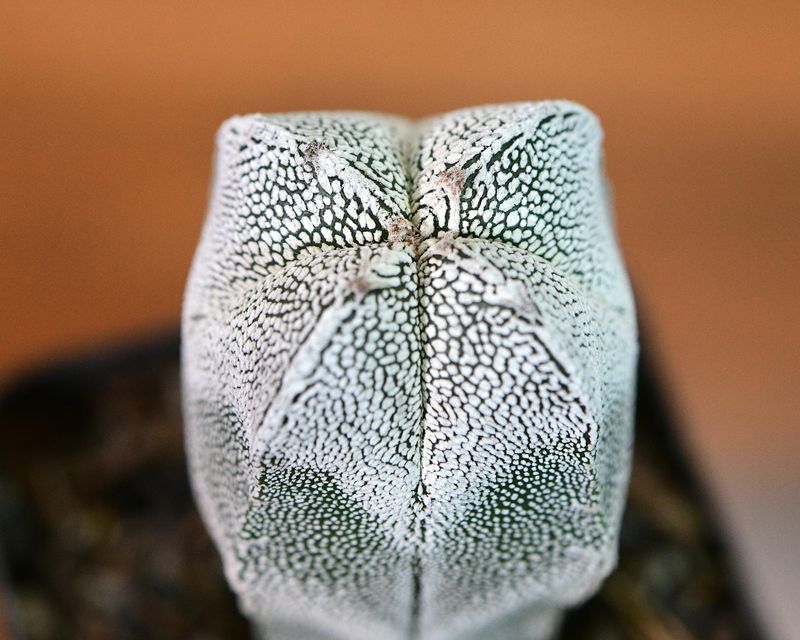 Astrophytum myriostigma cv ONZUKA QUADRICOSTATUM Astrophytum myriostigma cv ONZUKA QUADRICOSTATUM