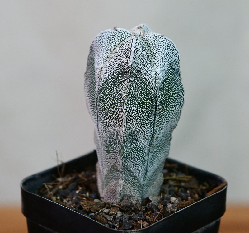 Astrophytum myriostigma cv ONZUKA QUADRICOSTATUM