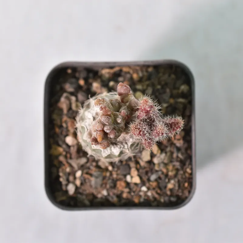 Echinopsis Sp. Cv. CHOCOLATE (forma monstruosa crest)