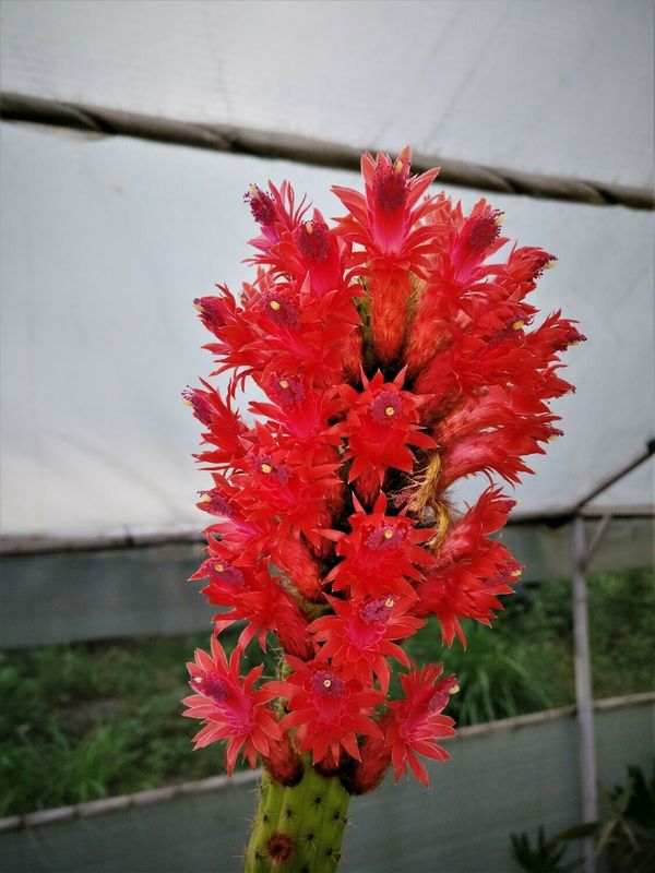 Bolivicereus samaipatanus (Cleistocactus samaipatanus) Clone A- Flower