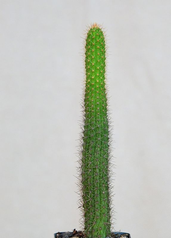 Bolivicereus samaipatanus (Cleistocactus samaipatanus) Clone A tall columnar form full plant