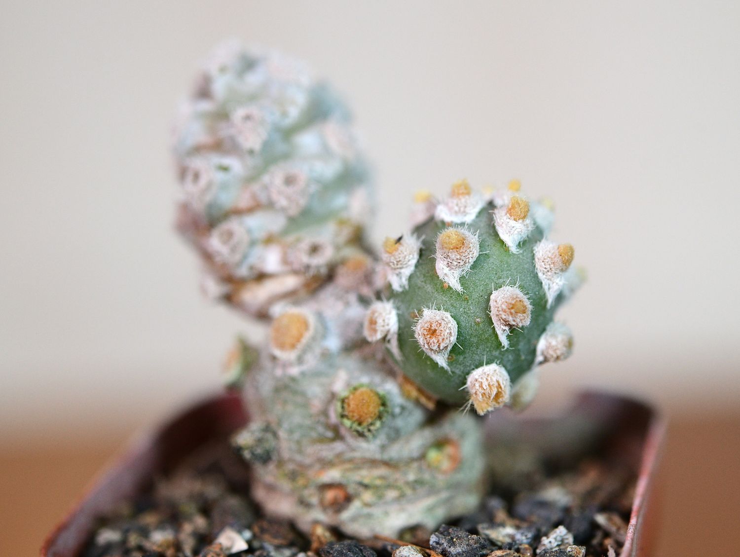 Tephrocactus molinensis front view in pink pot