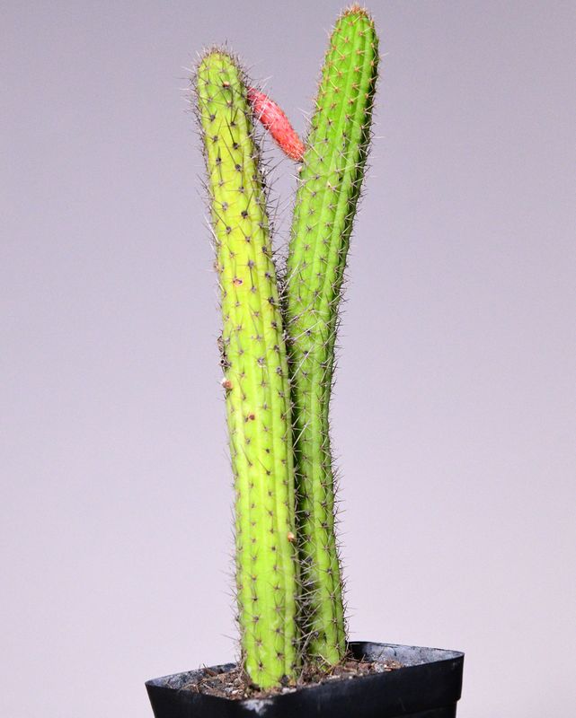 Bolivicereus samaipatanus (Cleistocactus samaipatanus)