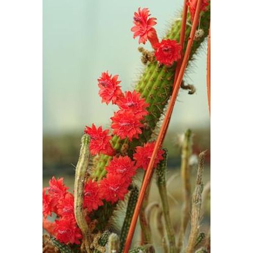 Bolivicereus samaipatanus (Cleistocactus samaipatanus)