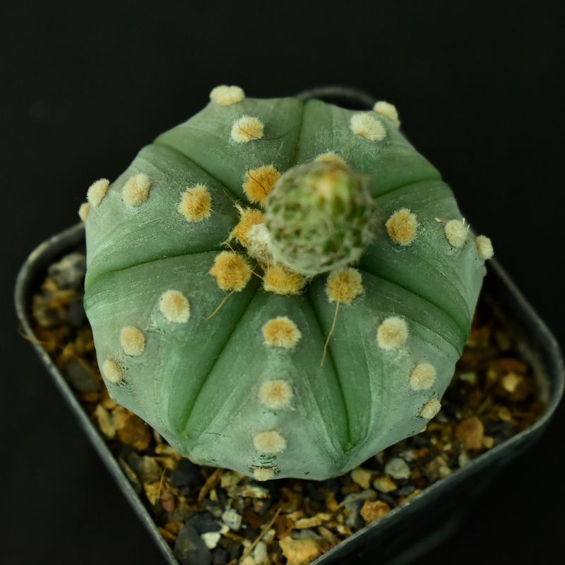 Astrophytum asterias Ooibo Nudum