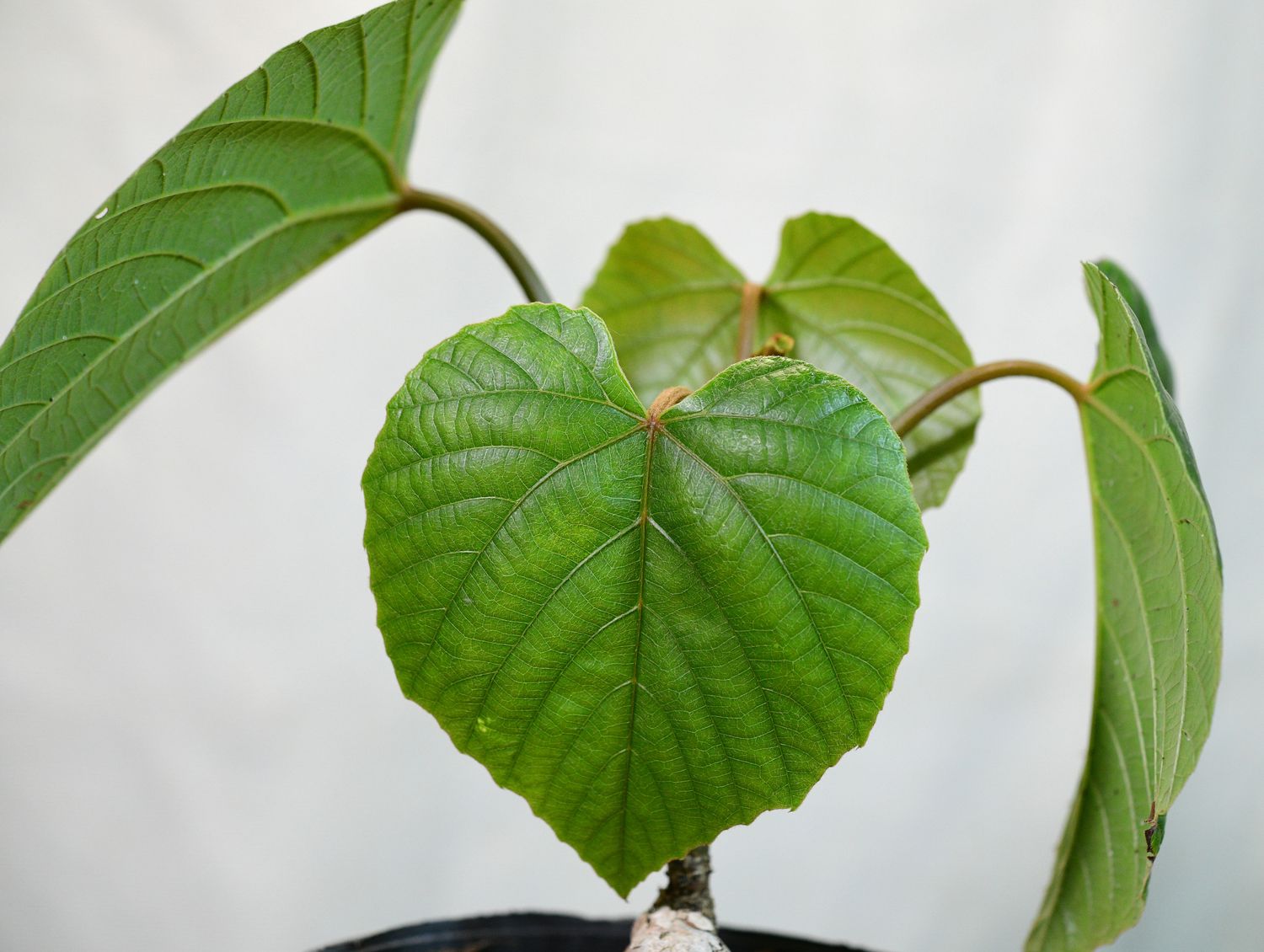 Cambodian Wild Grape (Ampelocissus martini) young plant with heart-shaped leaf