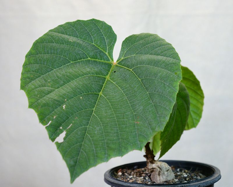 Cambodian Wild Grape (Ampelocissus martini) larger specimen in pot showing mature foliage