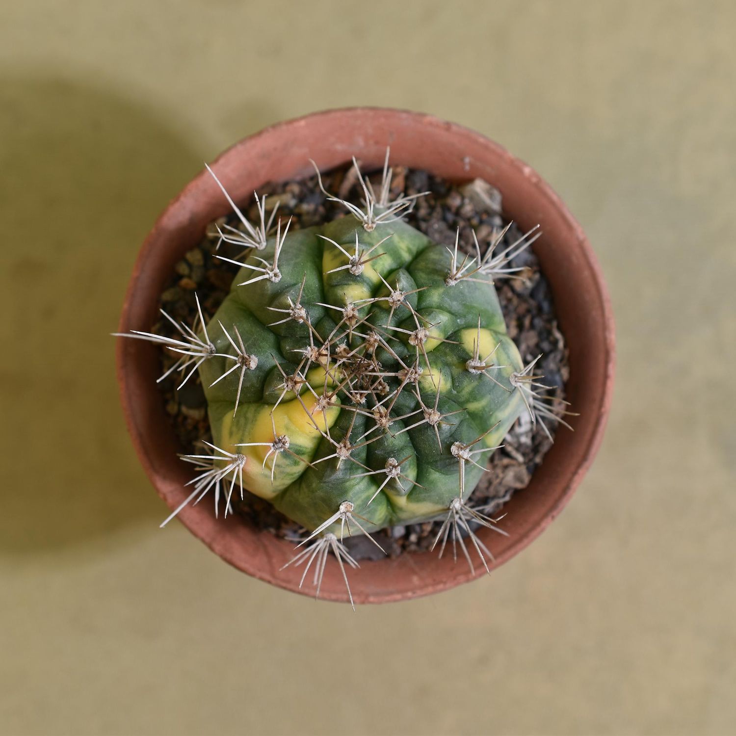 Gymnocalycium Gibbosum Hybrid Variegated