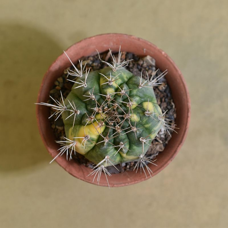 Gymnocalycium Gibbosum Hybrid Variegated