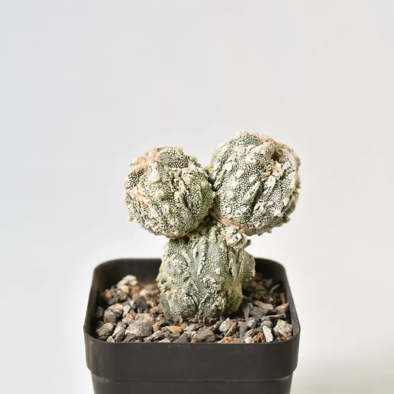 Astrophytum myriostigma cv FUKURYU HAKUJO