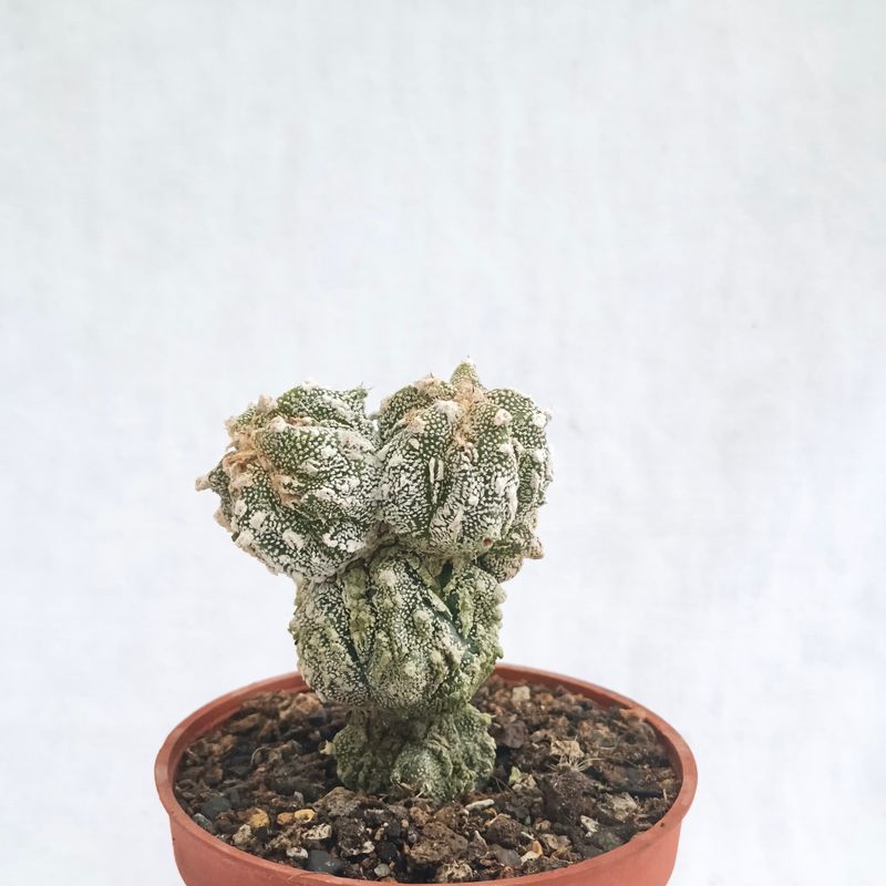 Astrophytum myriostigma cv FUKURYU HAKUJO