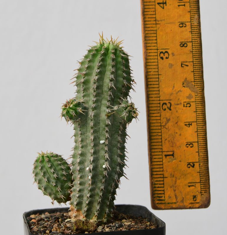Euphorbia philipsoides S.Carter