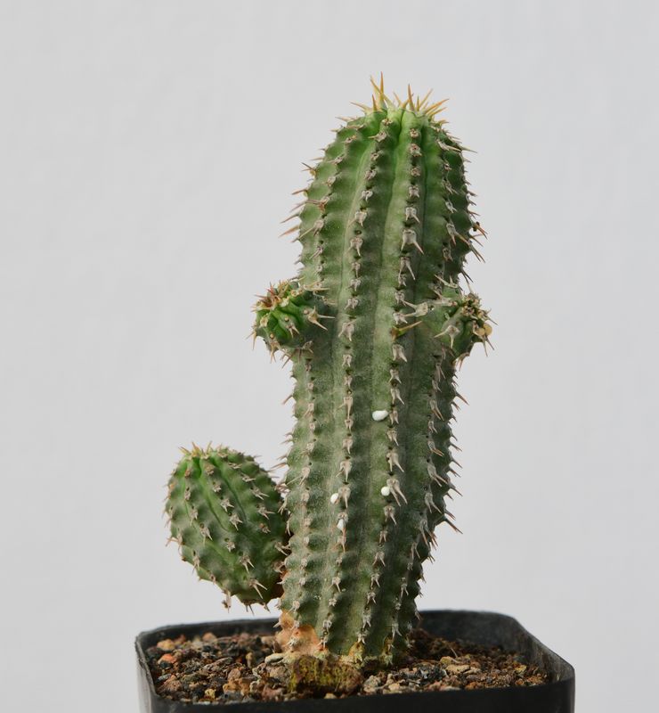 Euphorbia philipsoides S.Carter Euphorbia philipsoides S.Carter